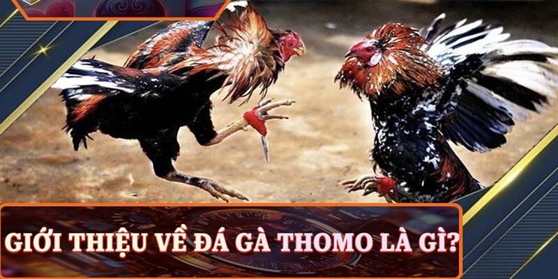 Đá gà Thomo là gì