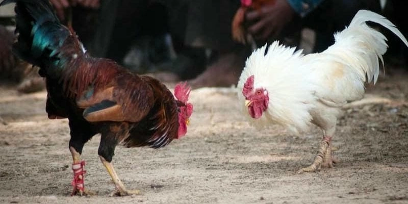 Đá gà cựa đòn là gì