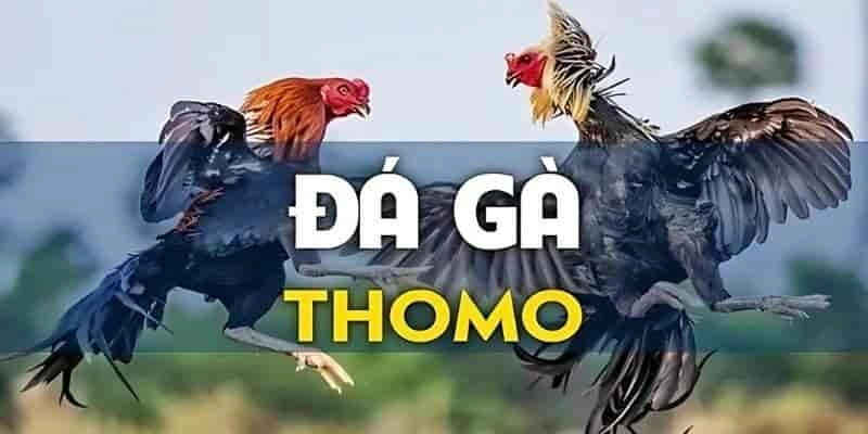Hướng dẫn tham gia đá gà Thomo tại 8kbet