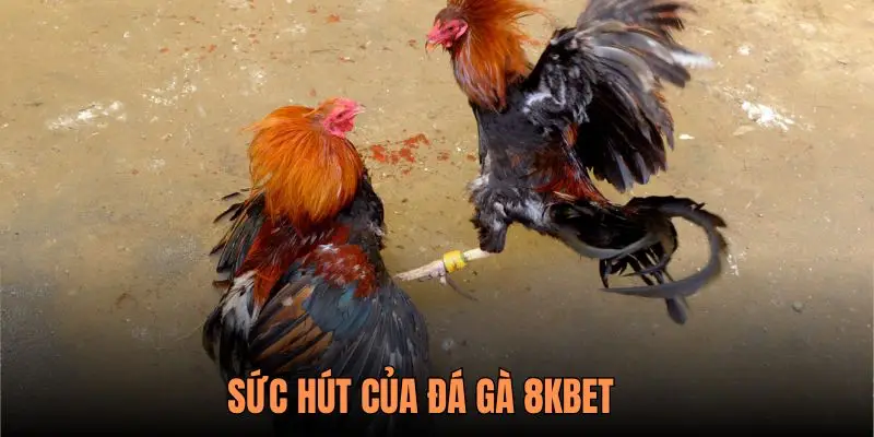 Ưu đãi hấp dẫn khi tham gia Mồng Gà