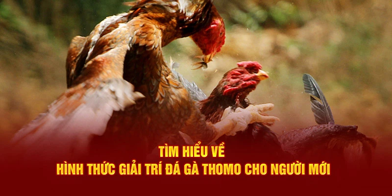 đá gà thomo thumb